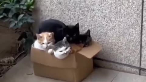 Hilarious Kitties | Cuteness Overload Inside 😂😻