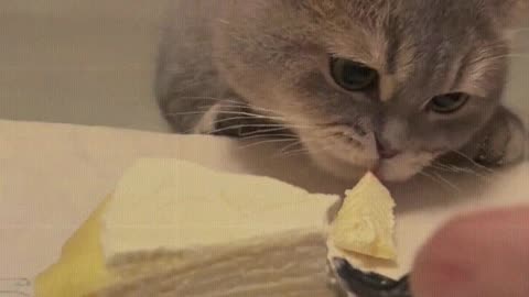 Cat： I want to eat cake too
