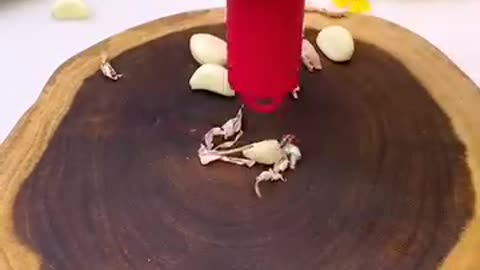 veg cutter