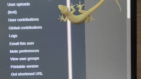 😂🦎 Cursor vs Gecko: The Ultimate Showdown! | FunFM
