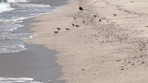 La Farmacología Oculta Reposicionando Antiparásitos y Hierbas