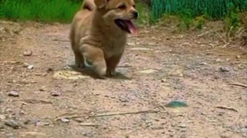 Cute dog