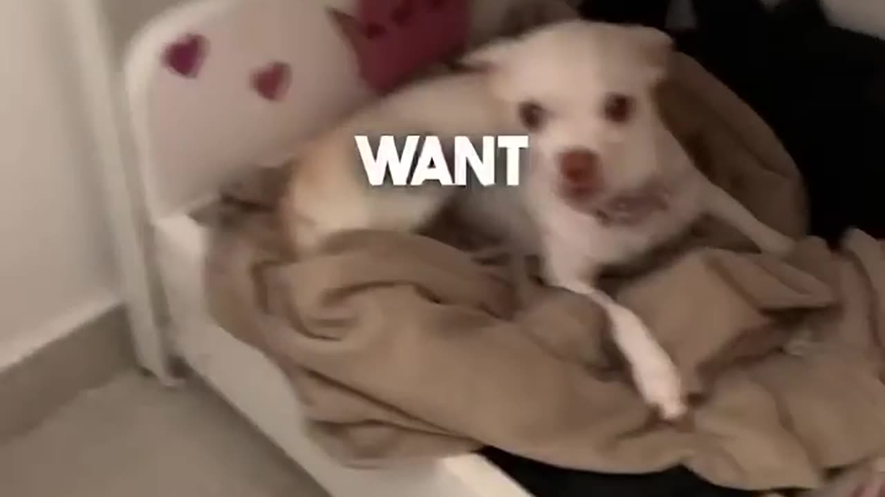 Just the Negotiator