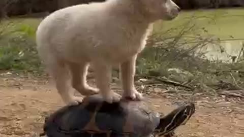 funny videos animals 2025