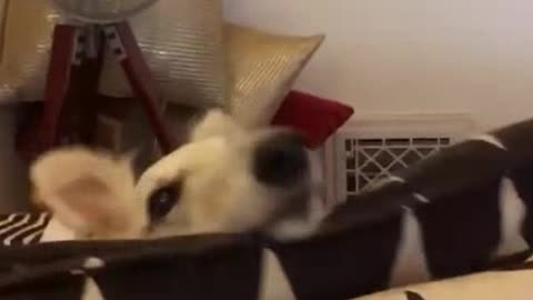🗣️ "Guilty look" is owner reaction, not shame