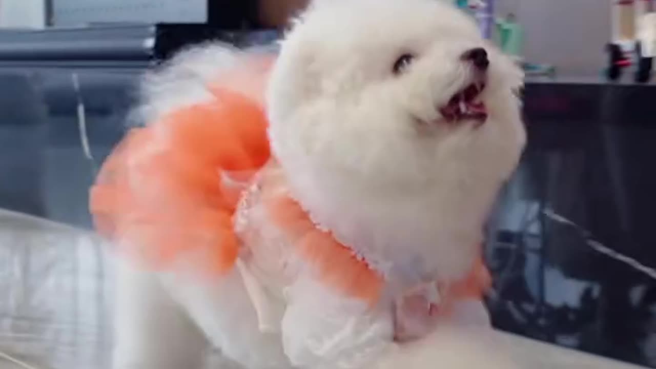 dog walking with style to the beat coolest pup ever!