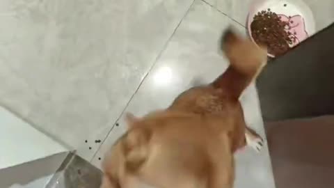 The dog's feelings for me are real.