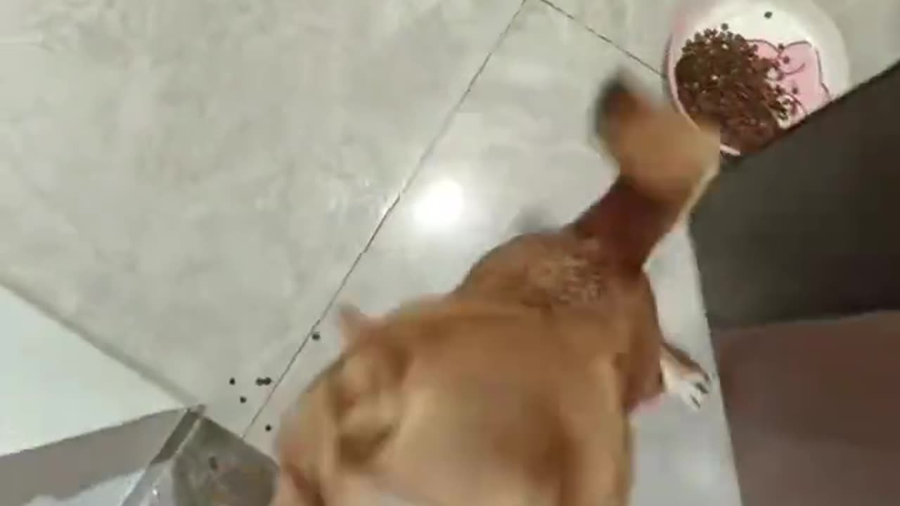 The dog's feelings for me are real.