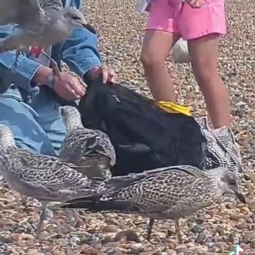 Gypsy gets dinner at the beach.