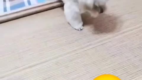 you won't believe what this dog does! 😂 the coolest dog ever!