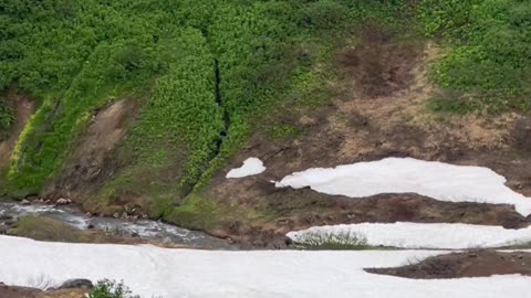 Bear Crashes Tour Group
