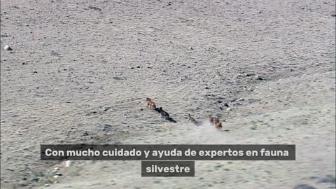 Rescatamos a un Animal Peligroso