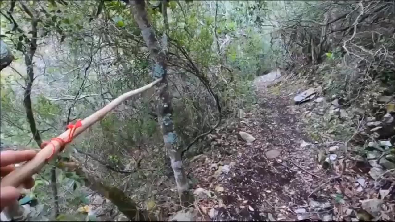 Un humain géant au Brésil