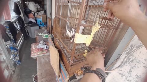 Beginner's Guide to Raising Pigeons