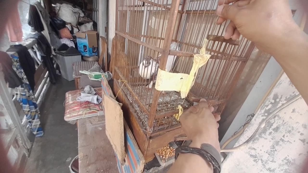 Beginner's Guide to Raising Pigeons