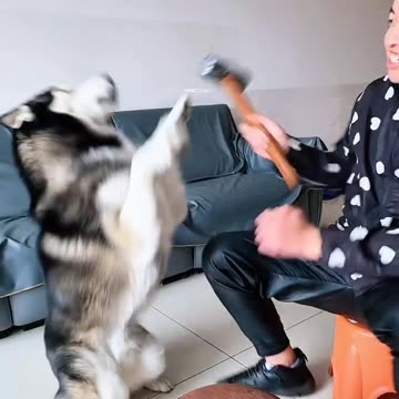 Wouldn't you like to have a dog like this as a pet?