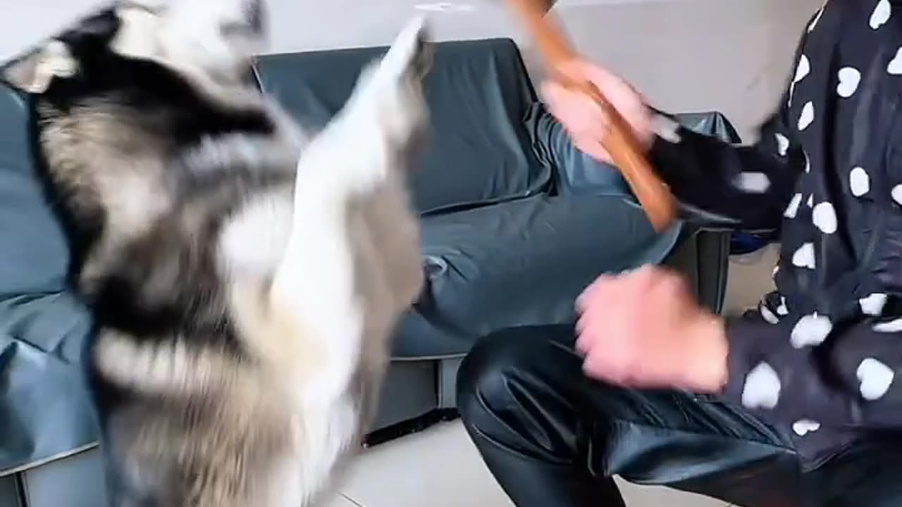Wouldn't you like to have a dog like this as a pet?