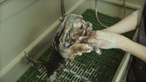 Cutest Puppy Bath Ever! 🛁🐶❤️