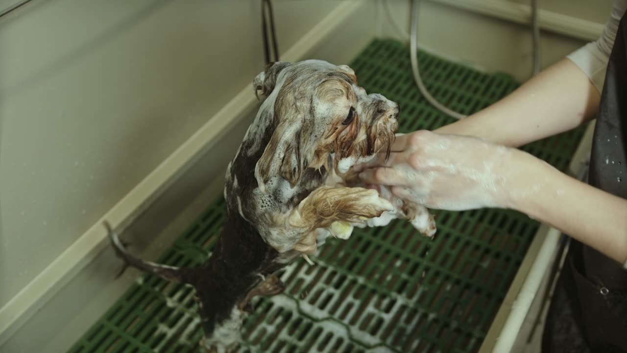 Cutest Puppy Bath Ever! 🛁🐶❤️