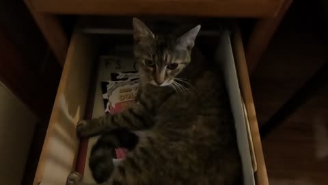 Silly Kitty