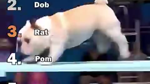 Dogs dive in water ☠️☠️☠️☠️