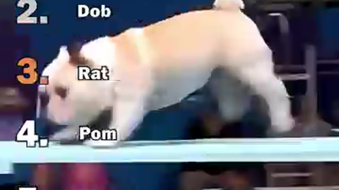 Dogs dive in water ☠️☠️☠️☠️
