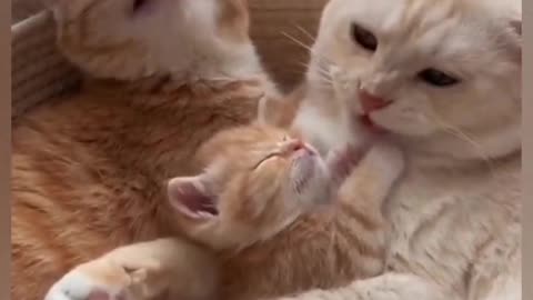 Cute and happy cats family
