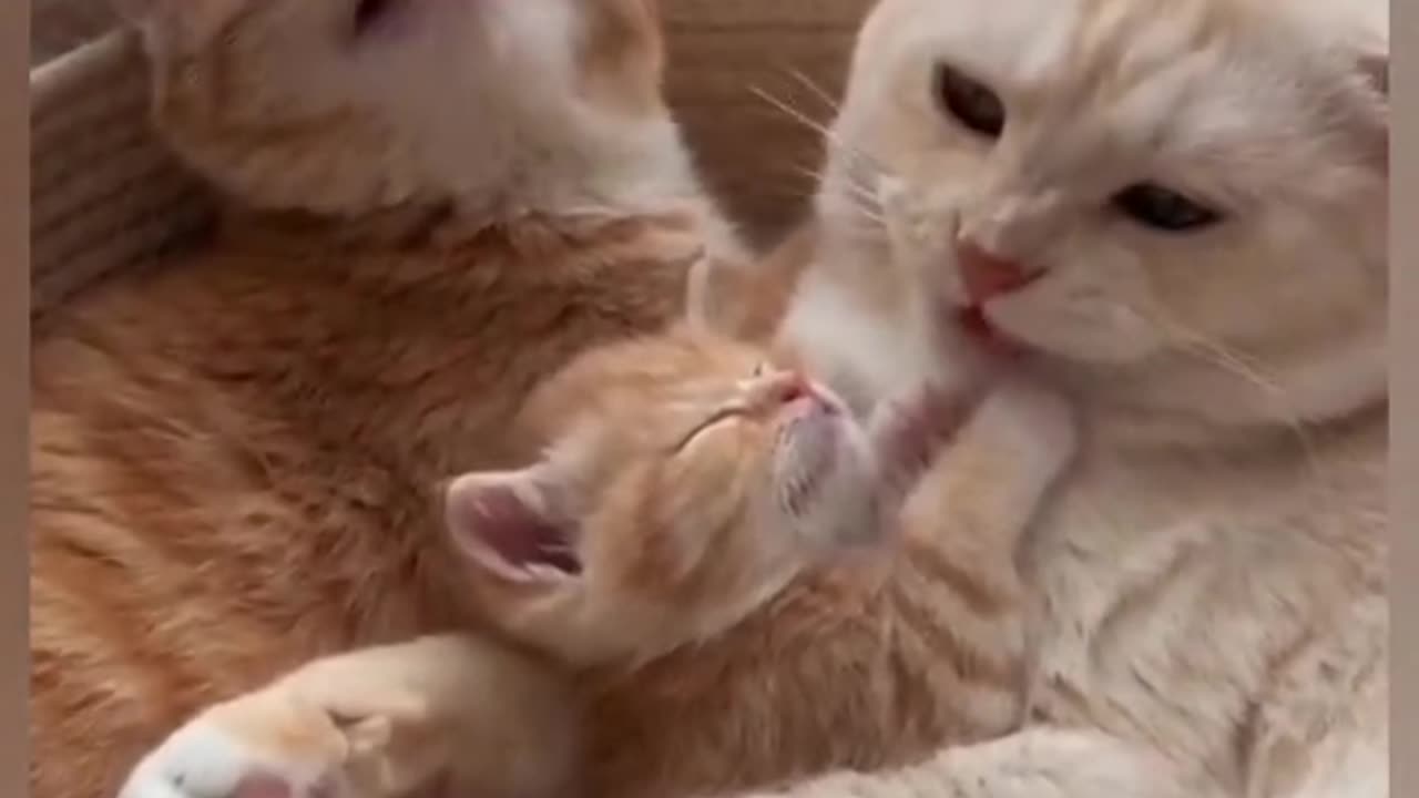 Cute and happy cats family