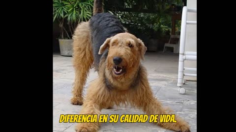 Airedale Terrier El Compañero Perfecto