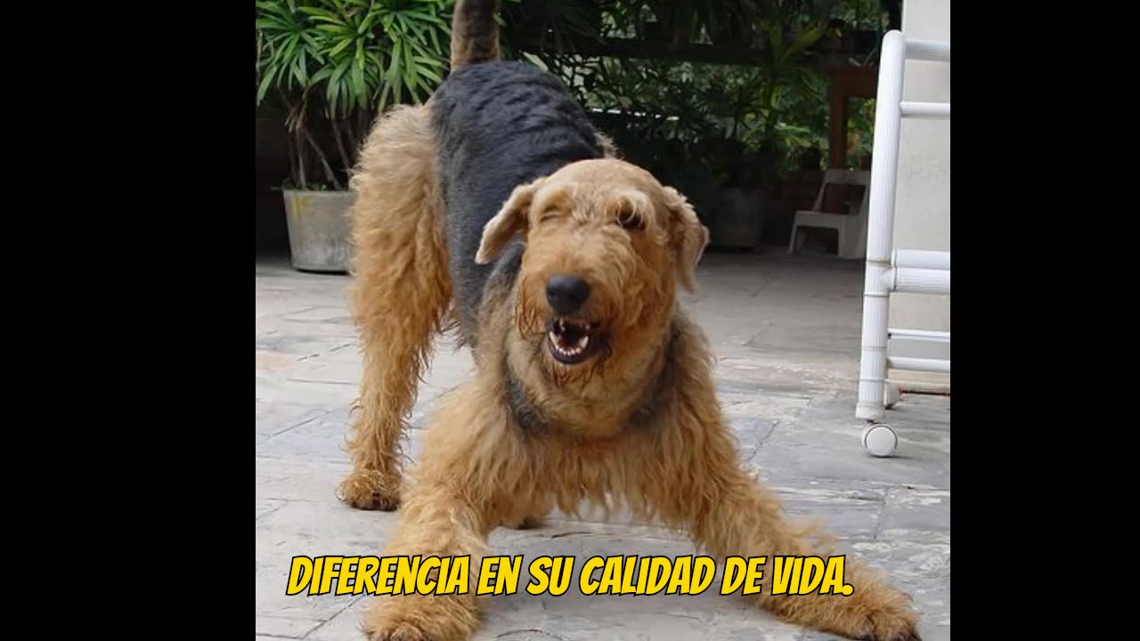 Airedale Terrier El Compañero Perfecto