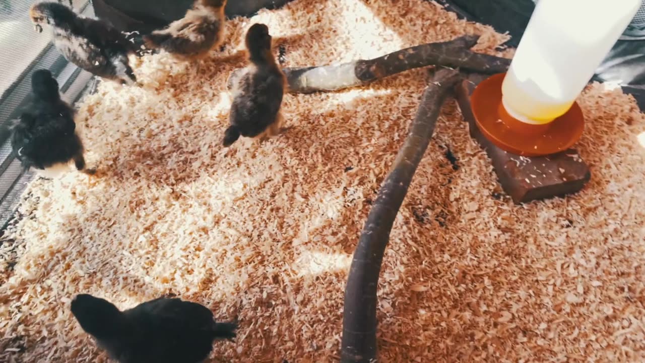 Baby chicken battle!