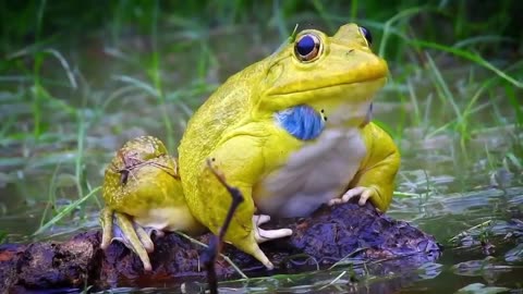 Indian bullfrog
