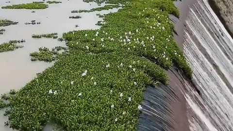 It’s Not Just a Weed—It’s a Dam Killer