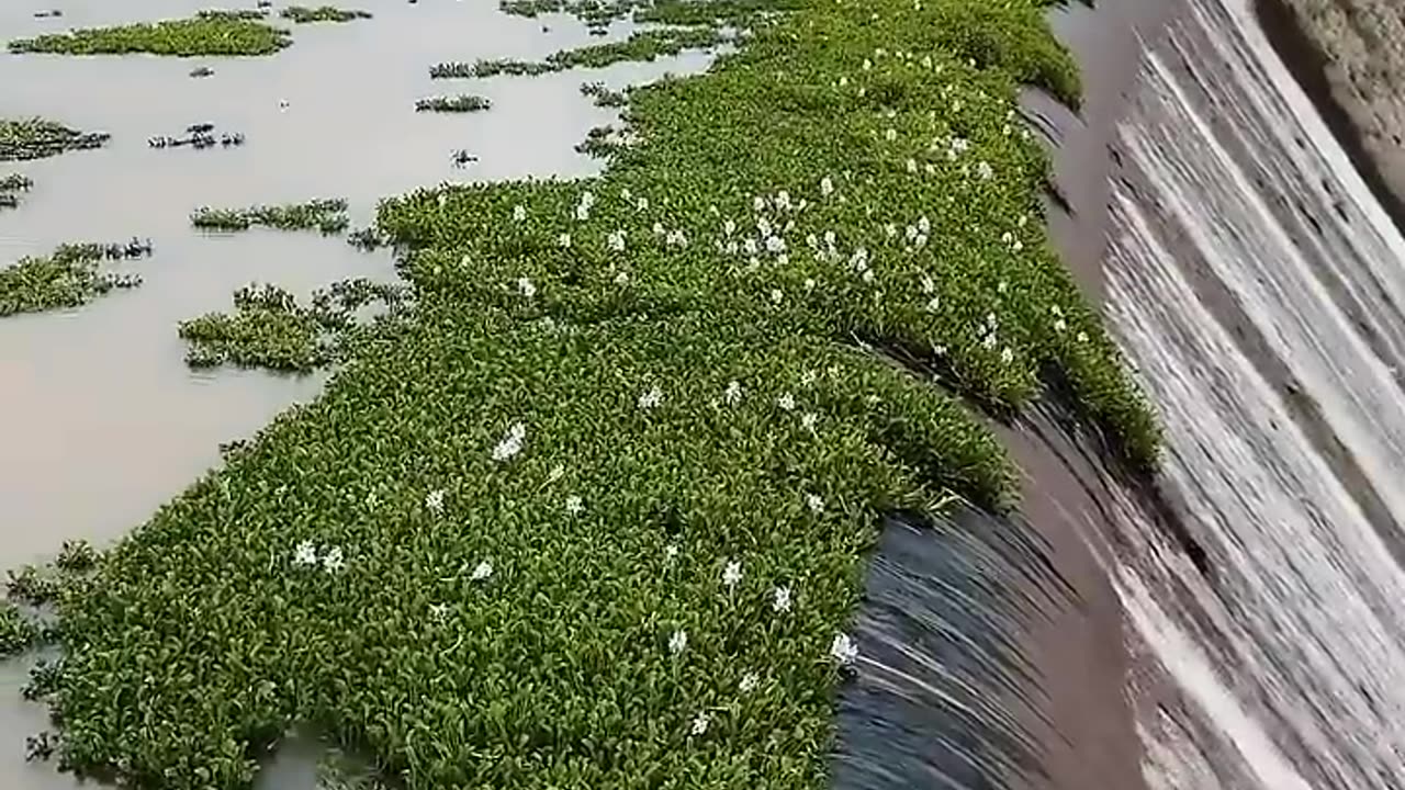 It’s Not Just a Weed—It’s a Dam Killer