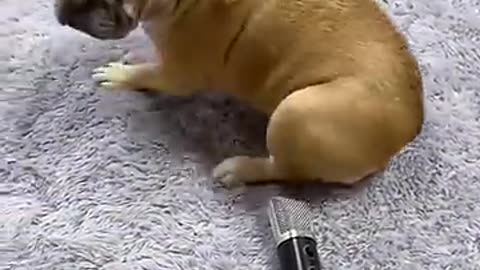 Fart Sound Effect Puppy Fart Sound Funny Video #shorts