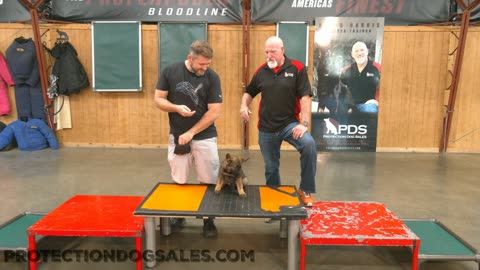 German Shepherd 9 Wks learning obedience & Agility