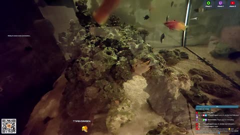 24/7 Real Live Reef Stream
