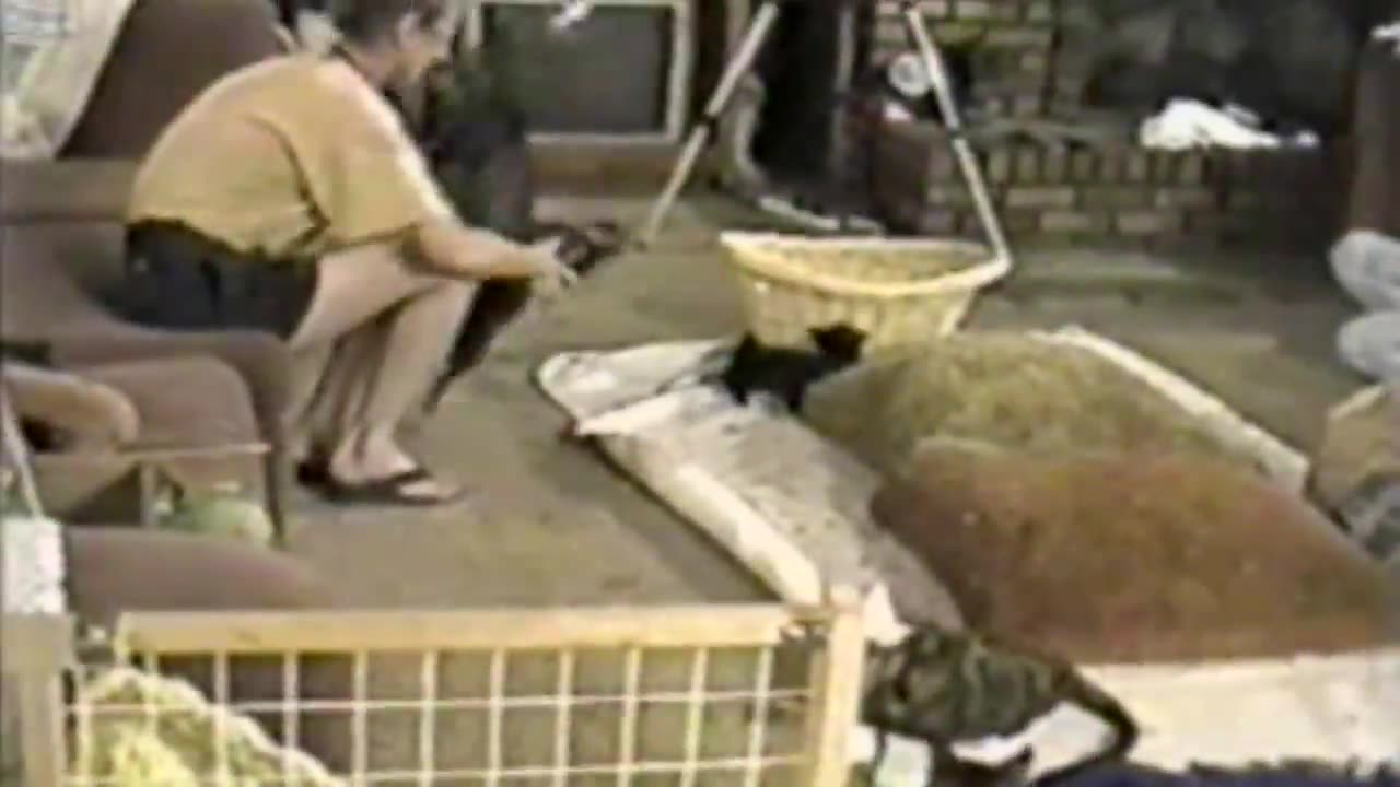 You’ve Got To Be 'KITTEN' Me! 😹 Funny Cat Videos | AFV