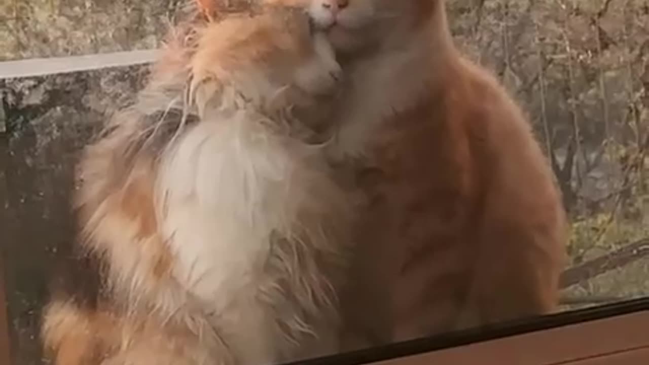Love is in the air