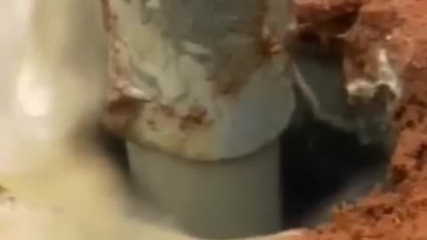 This Ant Colony Was Actually an Underground City!