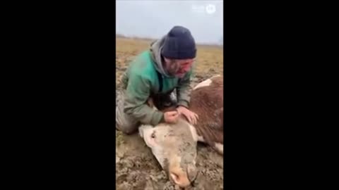 LE JOURNAL DU VEILLEUR