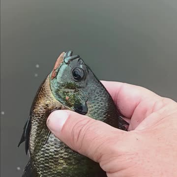 Big bluegill