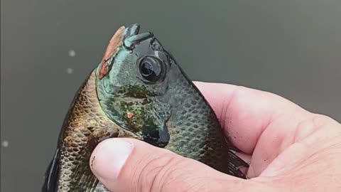 Big bluegill