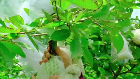part4 ;Korean Radish: Harvesting & Cooking Traditional & Modern Dishes