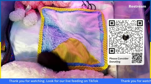 kitten Ninja is live