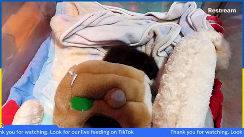 kitten Ninja is live