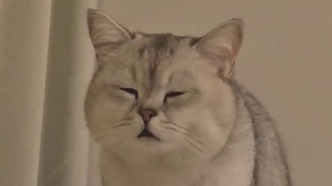 funny cat