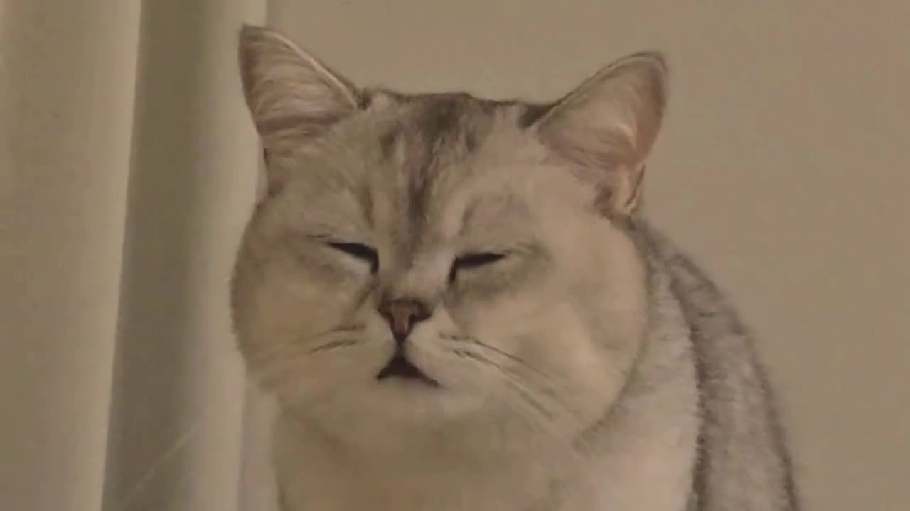 funny cat