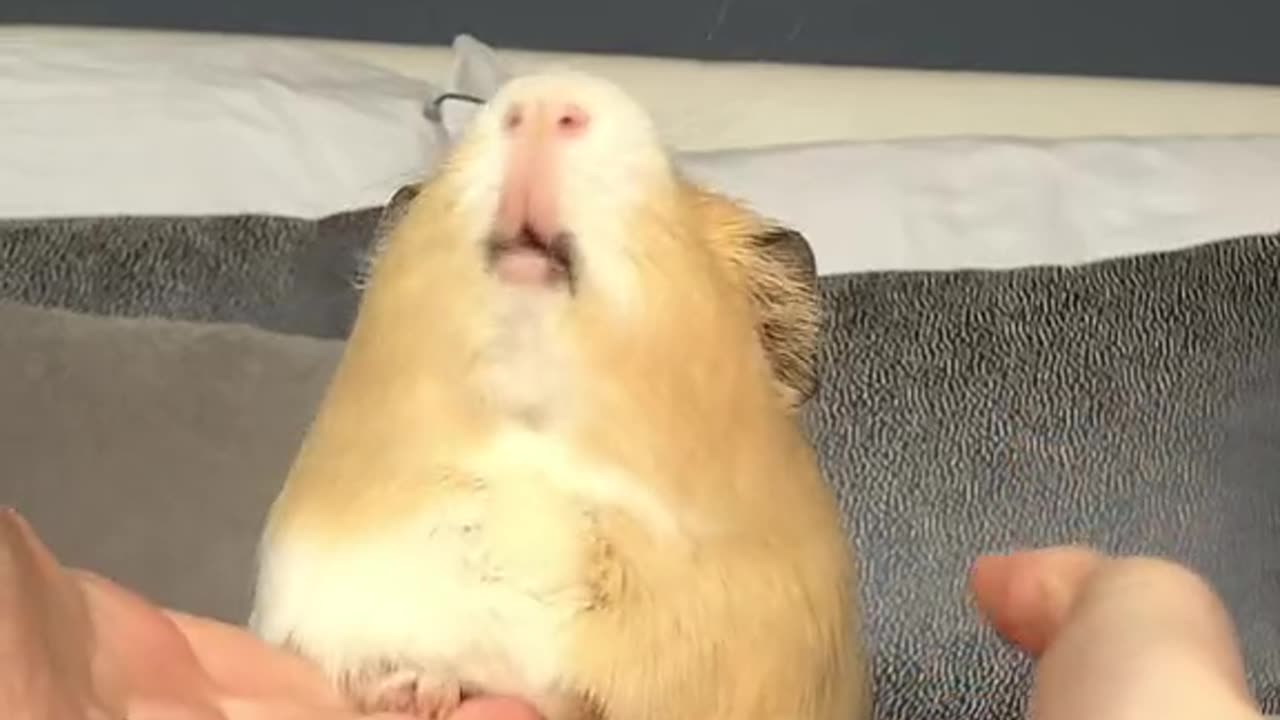 Pet dance