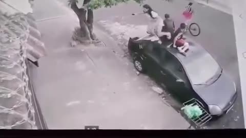 Pitbull attack